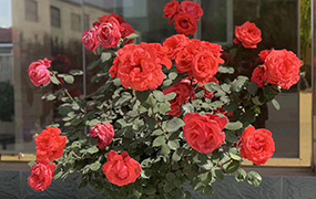 5月樂達，百花爭艷春色濃